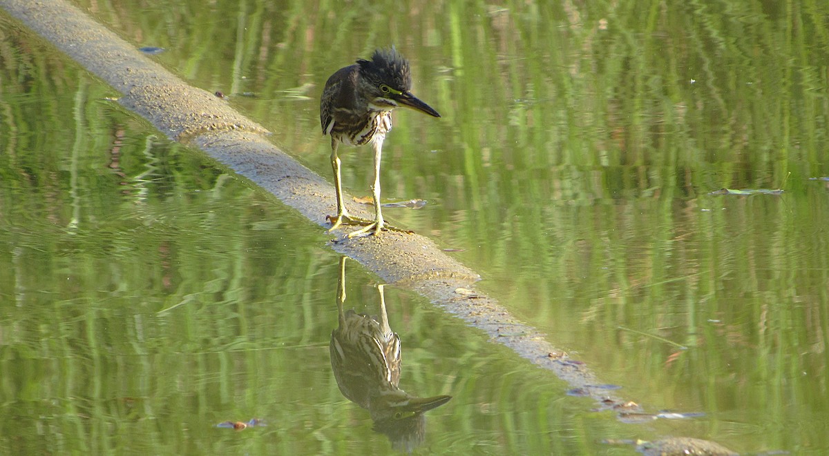 Striated Heron - ML645743518