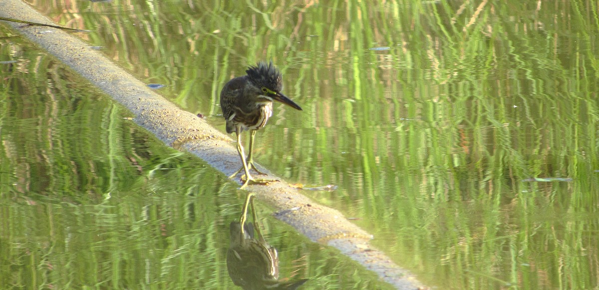 Striated Heron - ML645743519