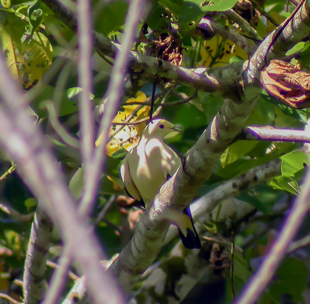 Pied Imperial-Pigeon - ML645743527