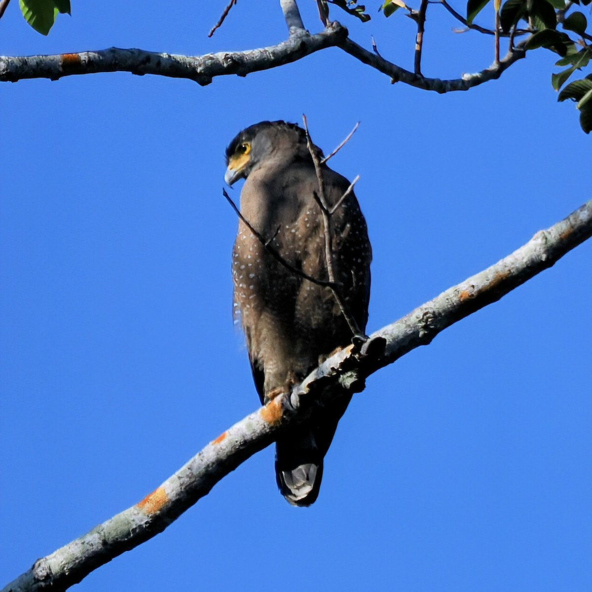 Crested Serpent-Eagle - ML645743529