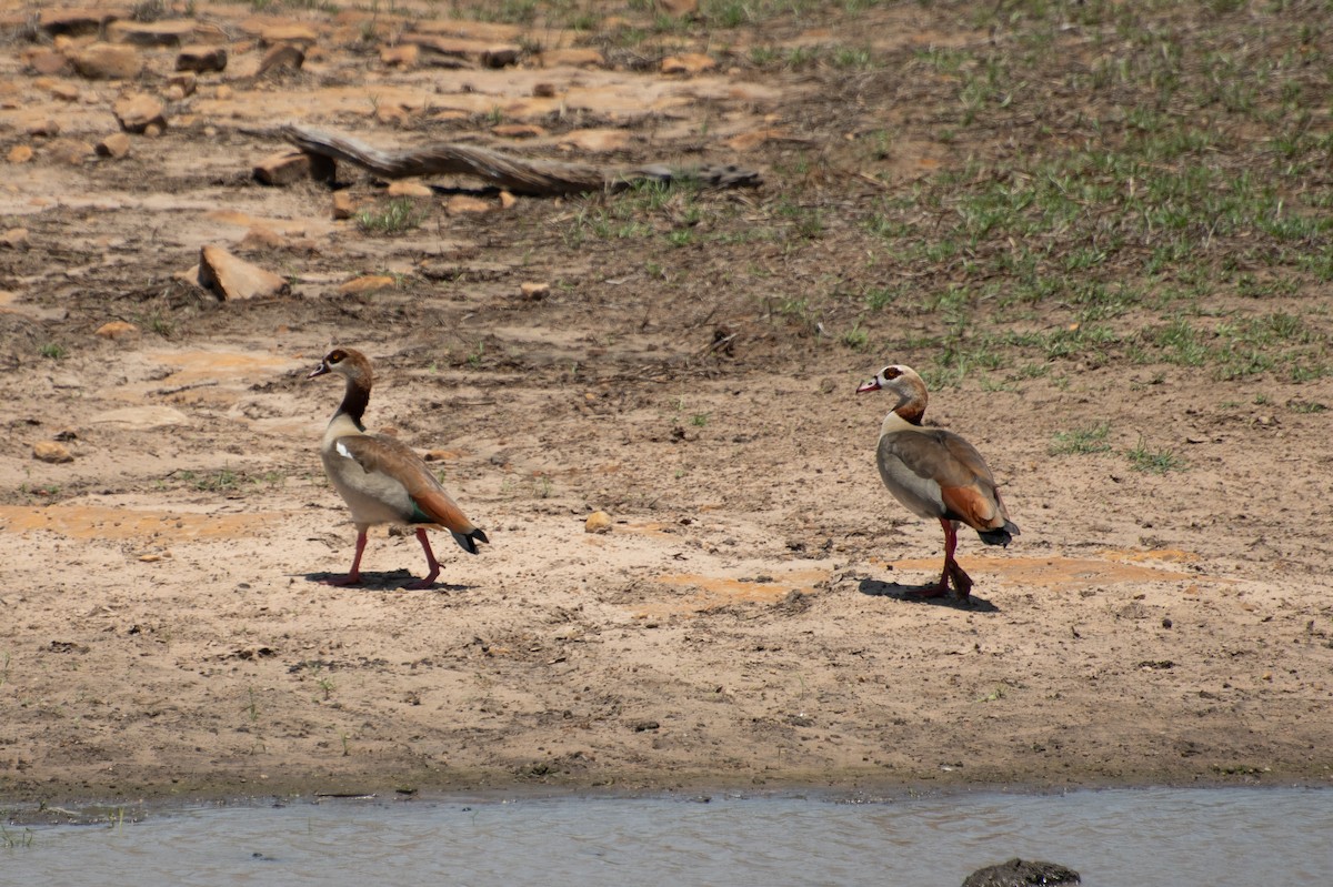 Egyptian Goose - ML645743530