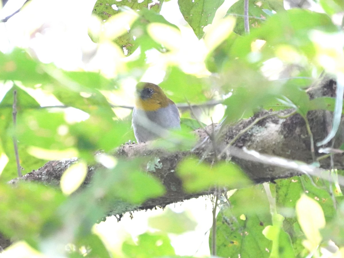 Yellow-throated Chlorospingus - ML645743531