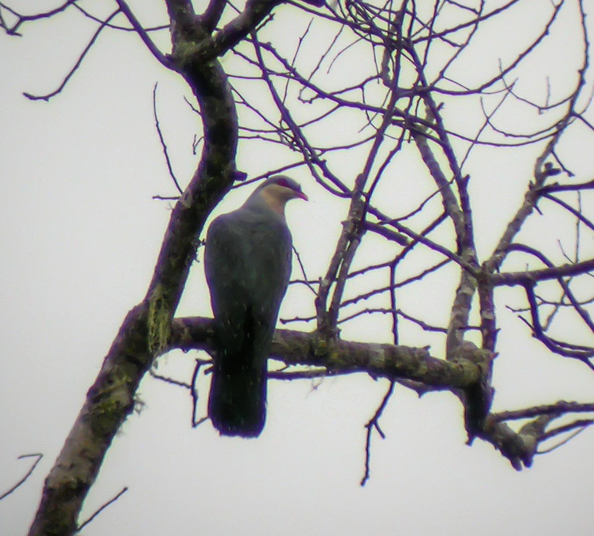 Seram Mountain-Pigeon - ML645743532