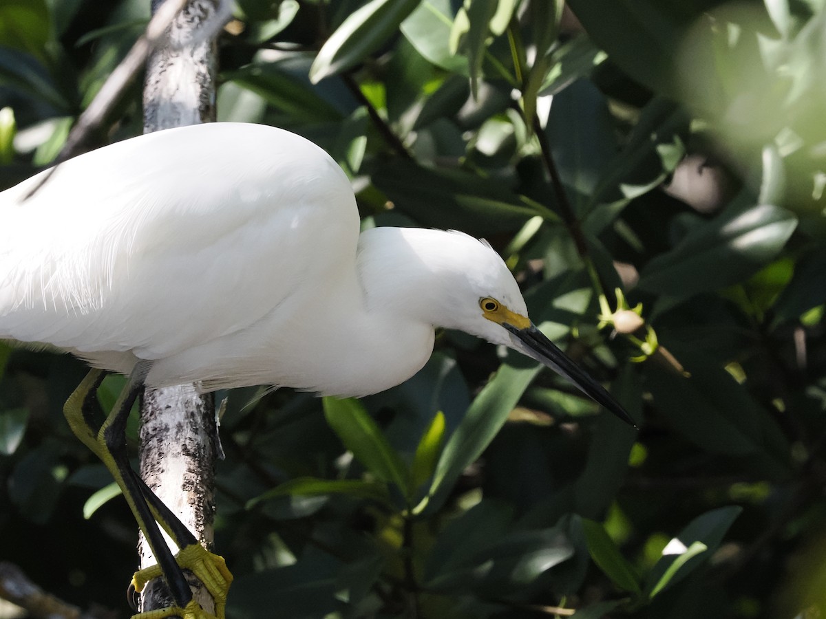 Snowy Egret - ML645743533