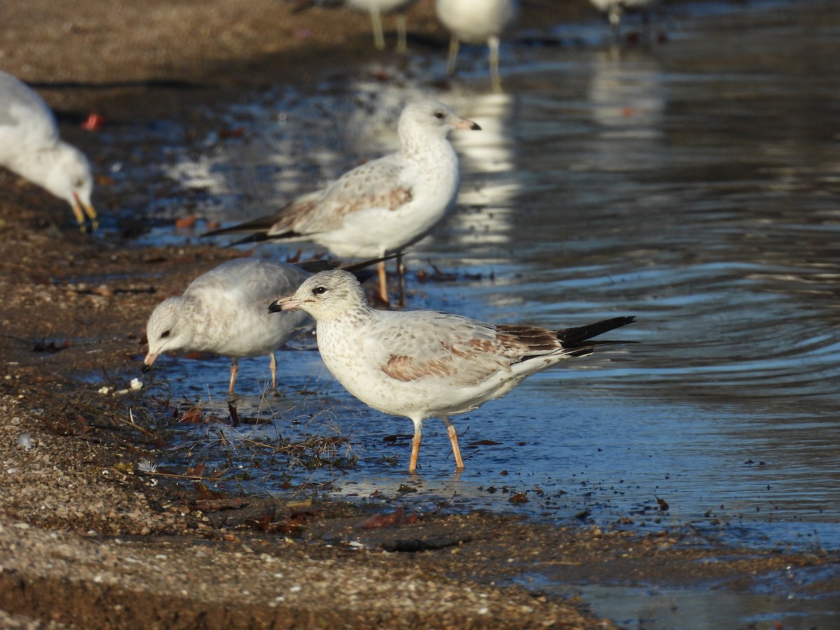 Ring-billed Gull - ML645743534