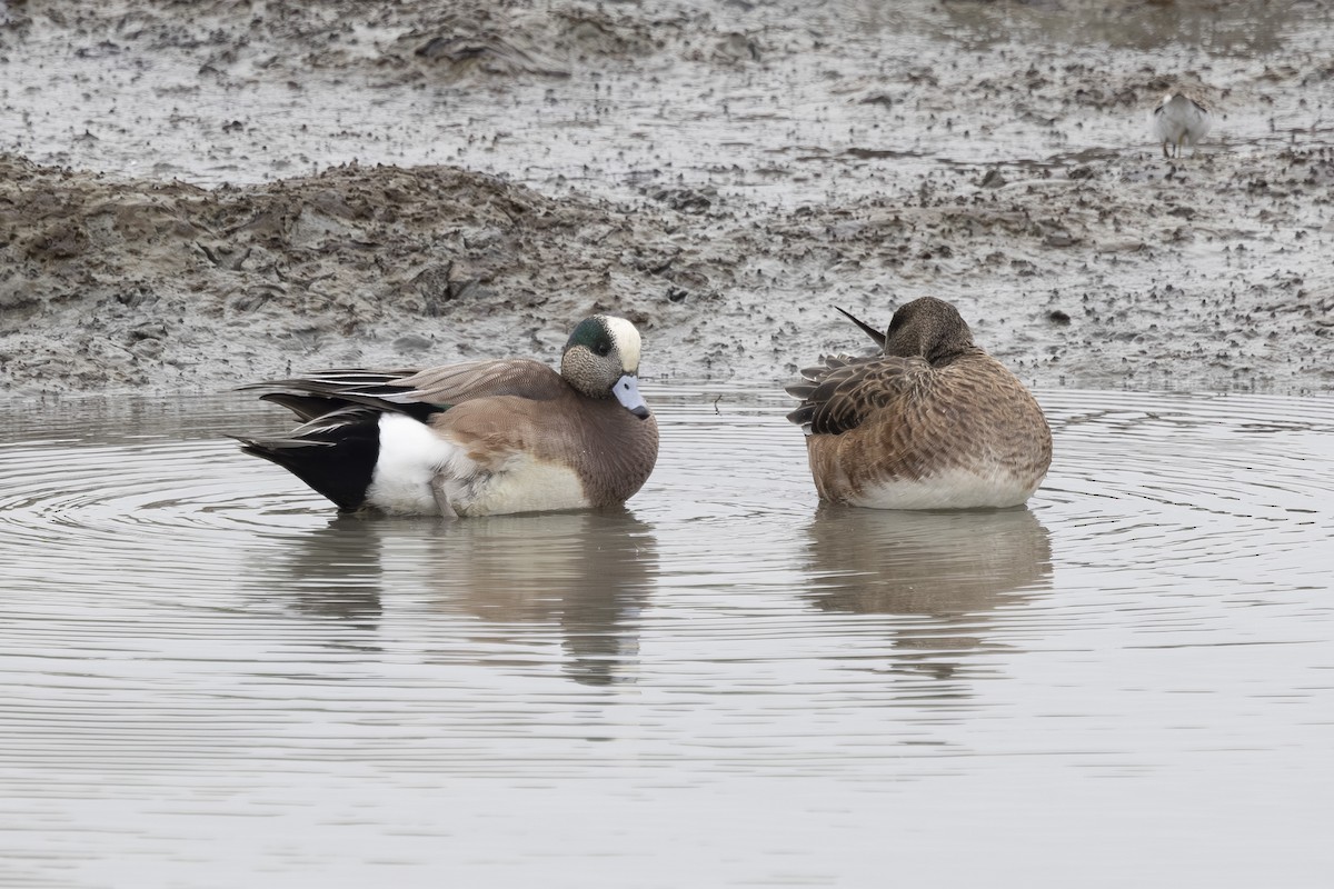 American Wigeon - ML645743535