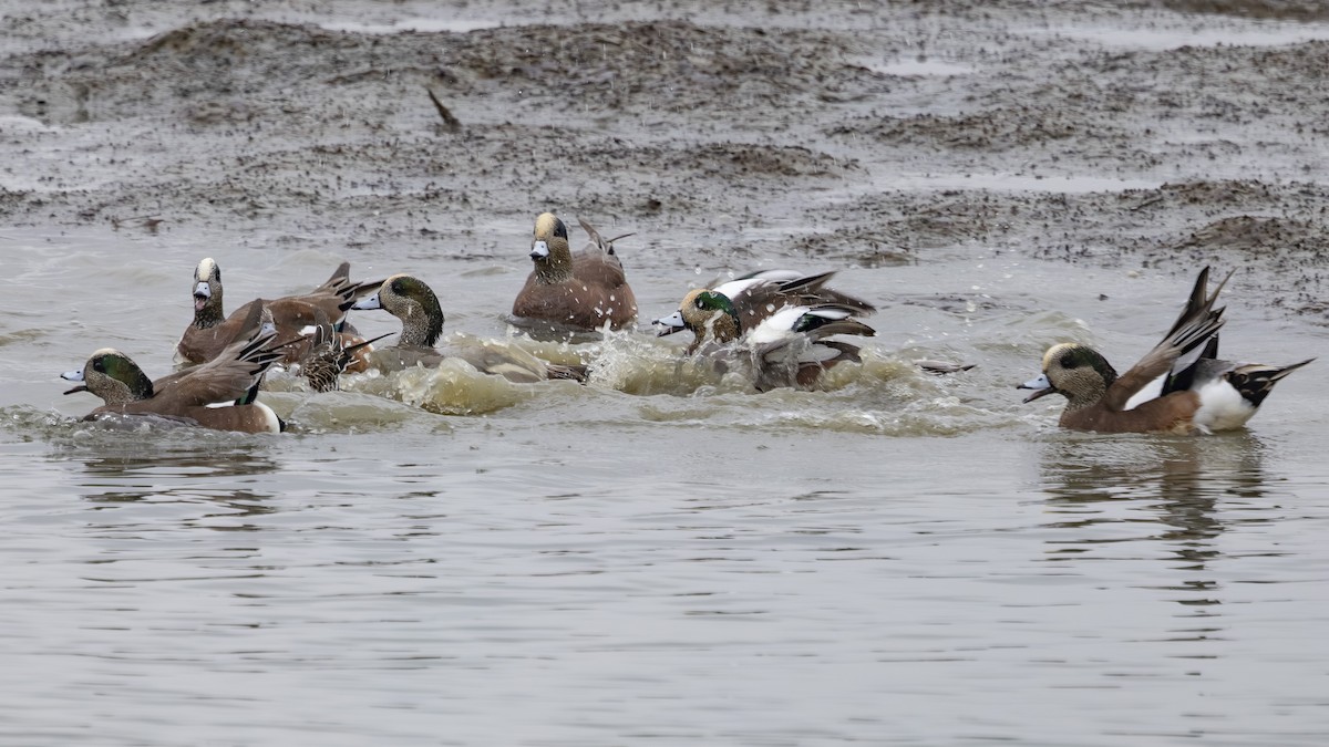 American Wigeon - ML645743536