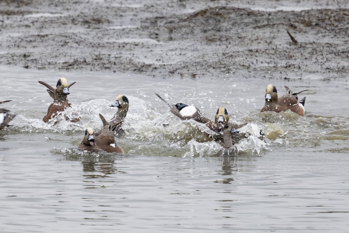 American Wigeon - ML645743537