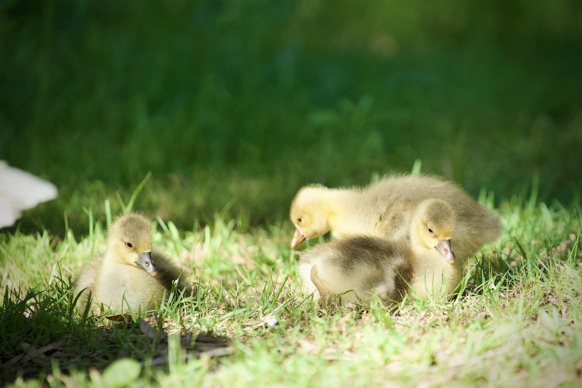 Graylag Goose (Domestic type) - ML645743538