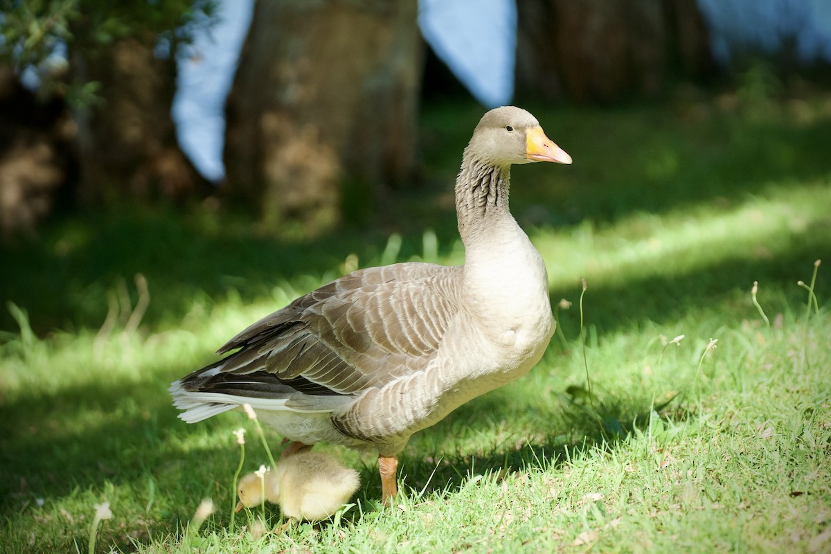 Graylag Goose (Domestic type) - ML645743539