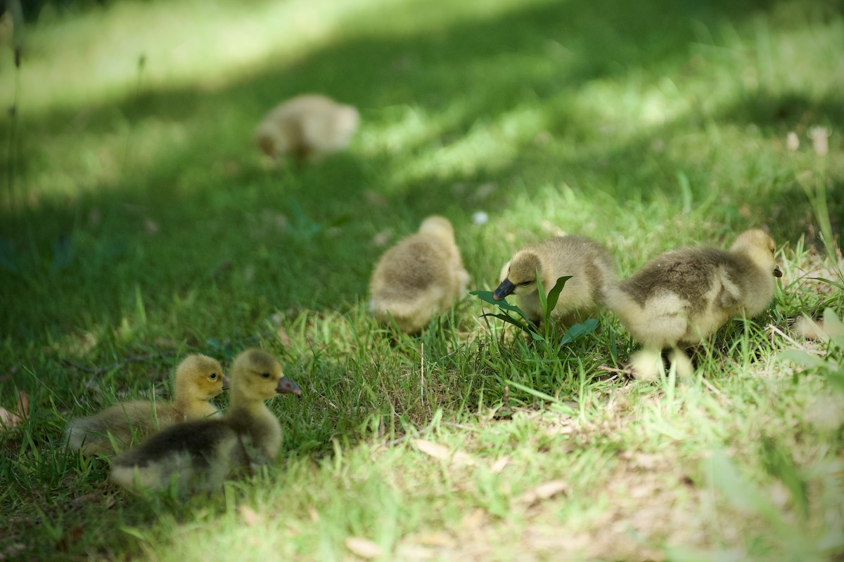 Graylag Goose (Domestic type) - ML645743540
