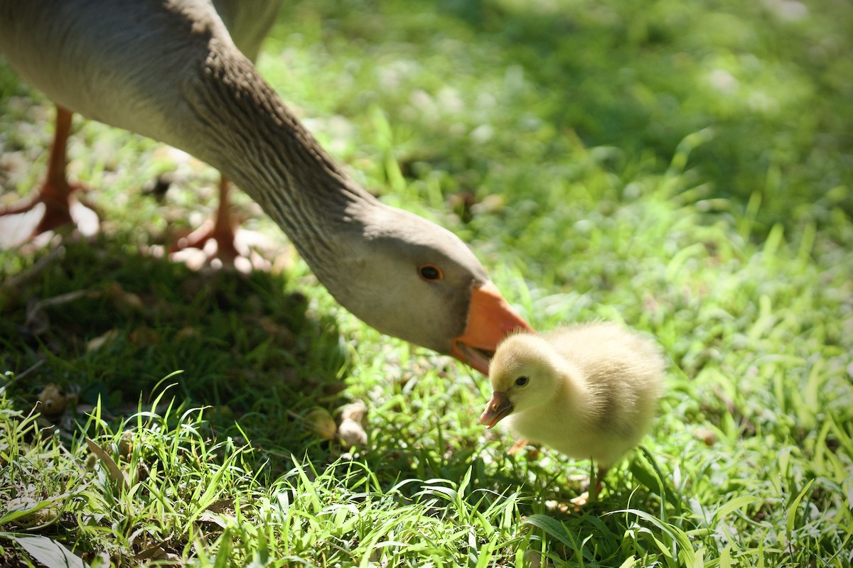 Graylag Goose (Domestic type) - ML645743541