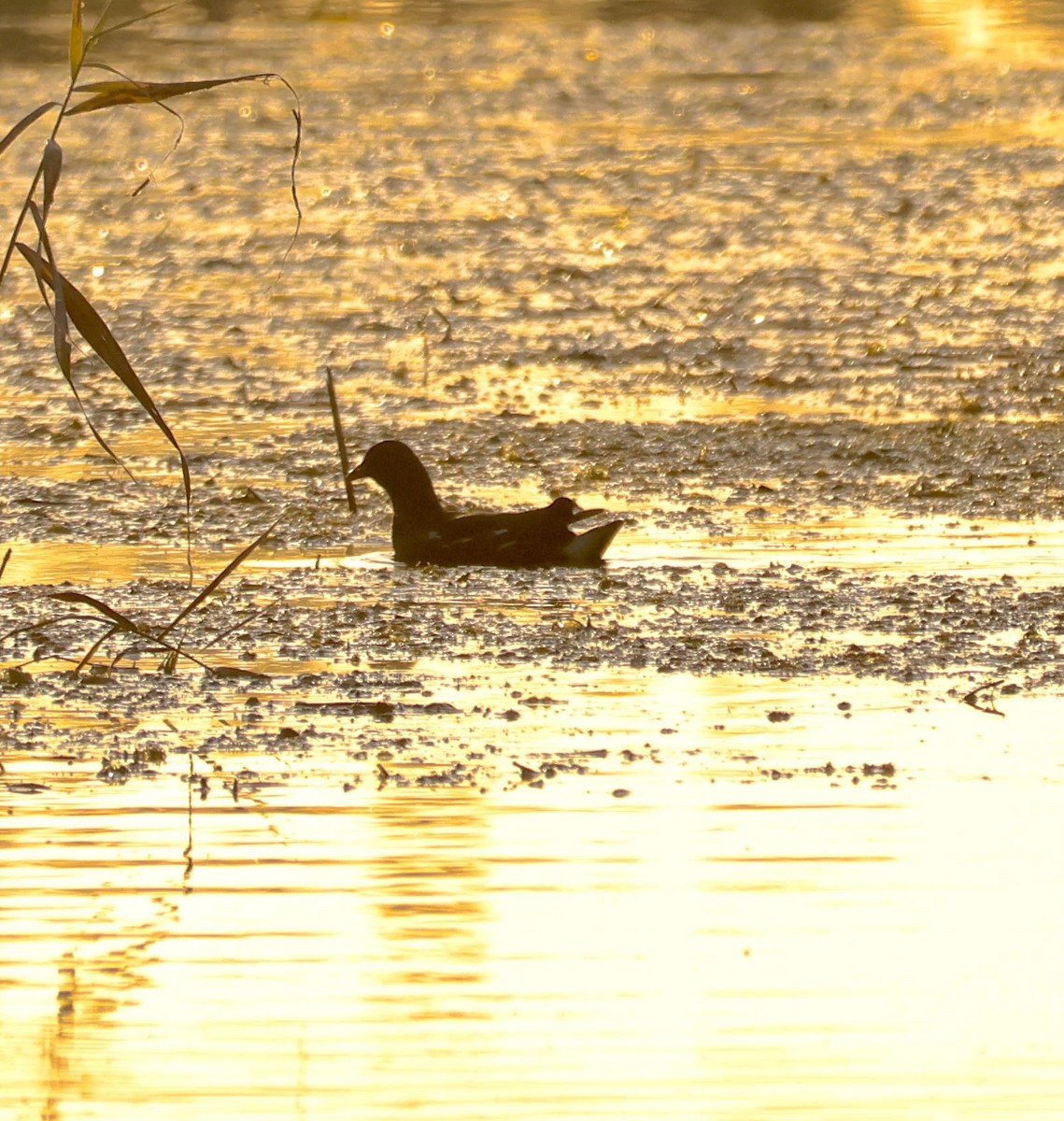 Eurasian Moorhen - ML645743543