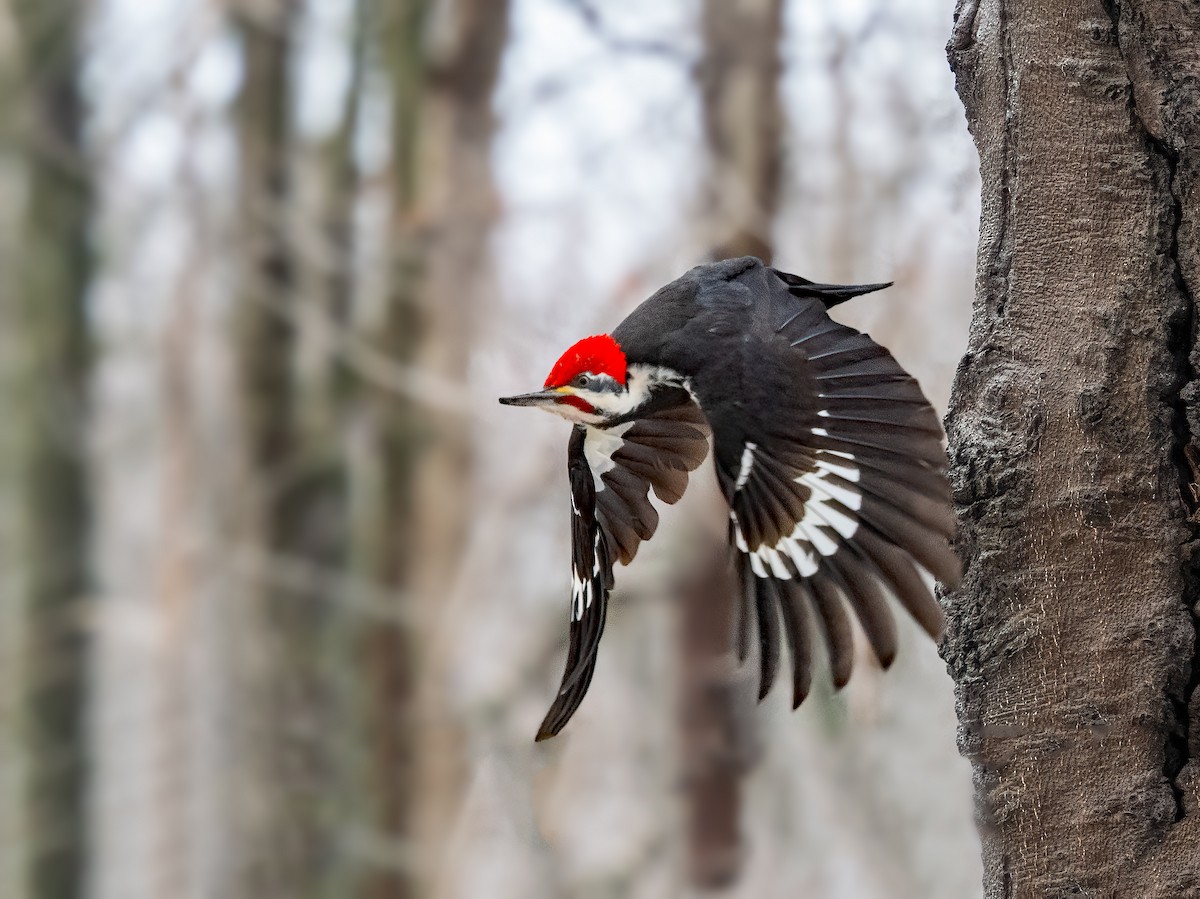 Pileated Woodpecker - ML645743544