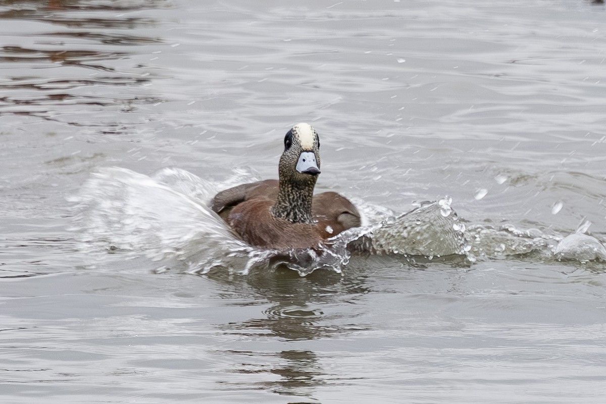 American Wigeon - ML645743547