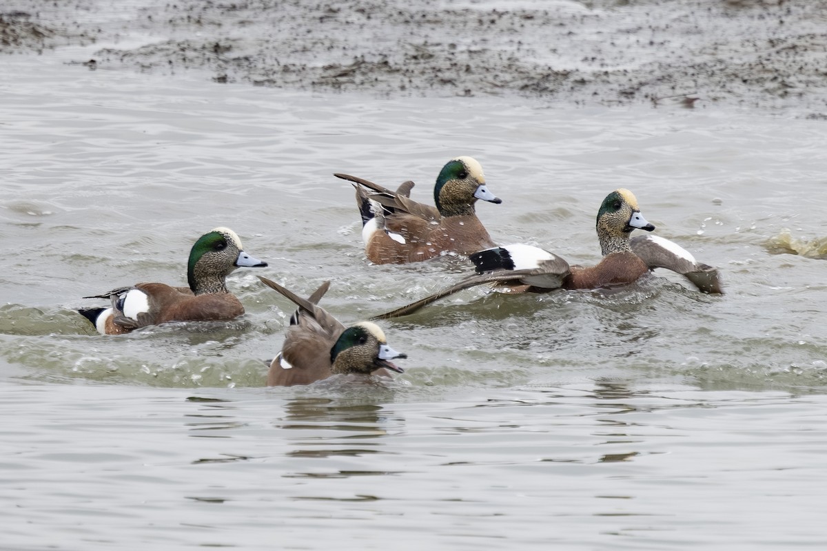 American Wigeon - ML645743548