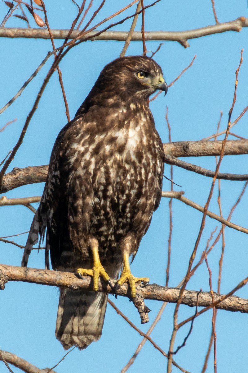 Red-tailed Hawk - ML645743551