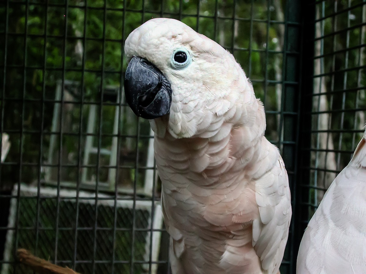 Cacatoès à huppe rouge - ML645743553