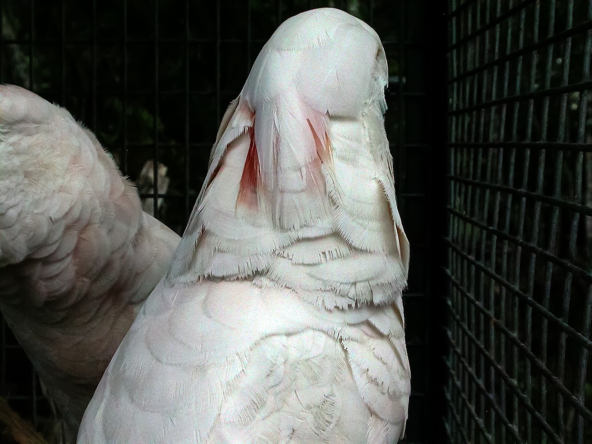 Cacatoès à huppe rouge - ML645743554