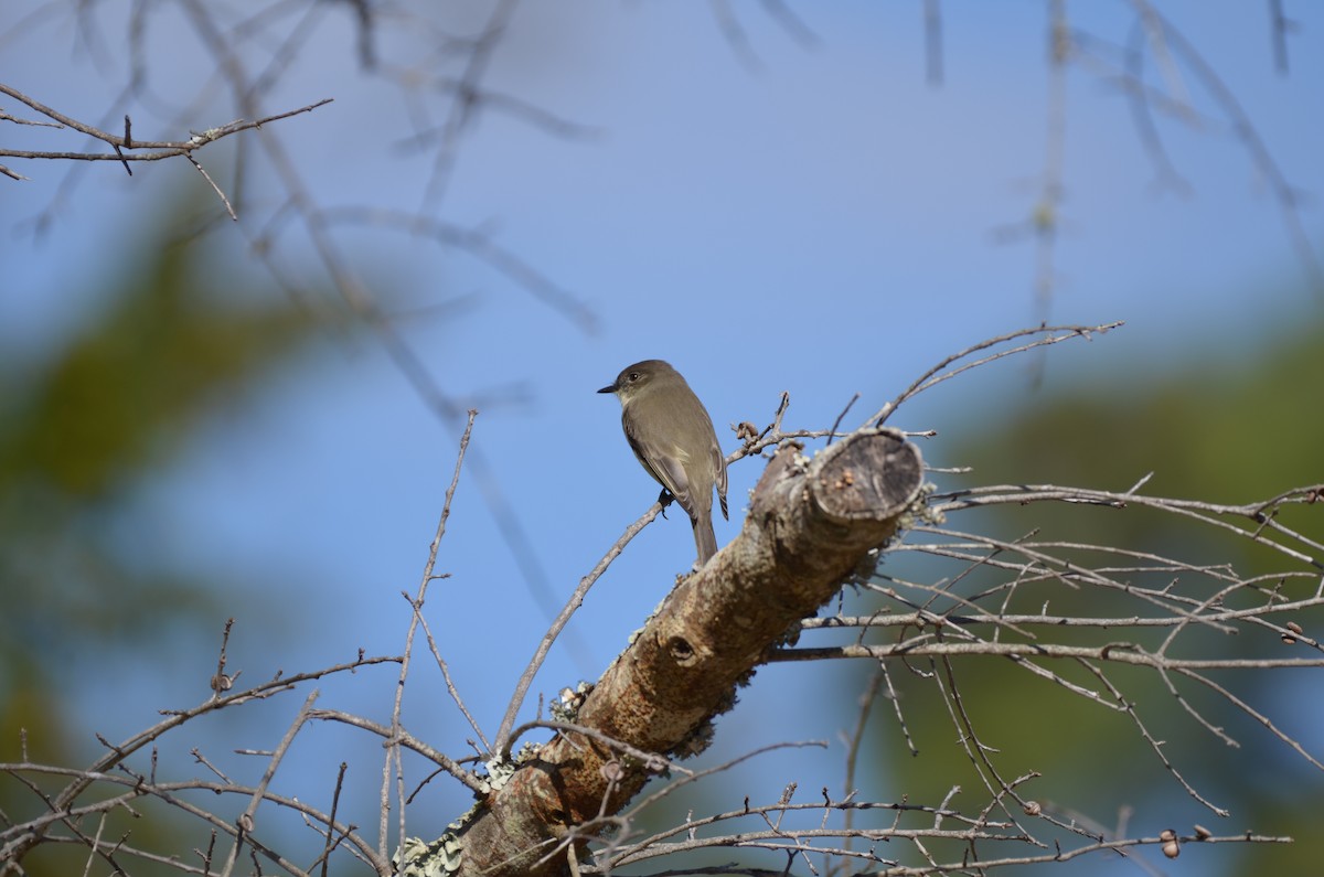 Eastern Phoebe - ML645743568