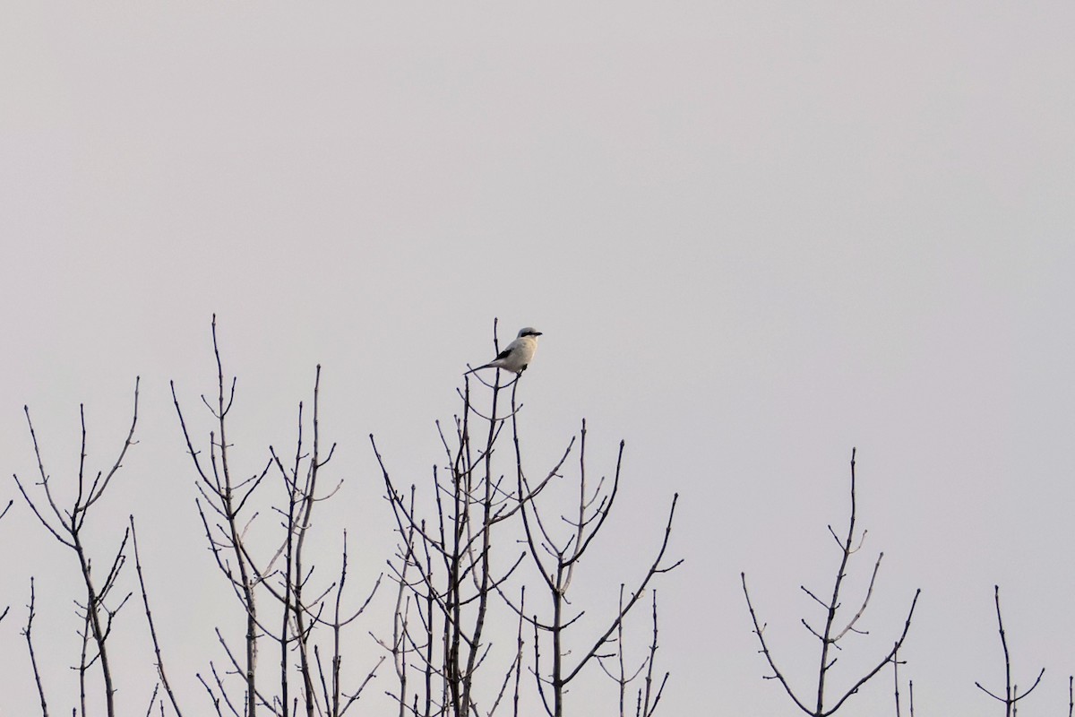 Northern Shrike - ML645743569