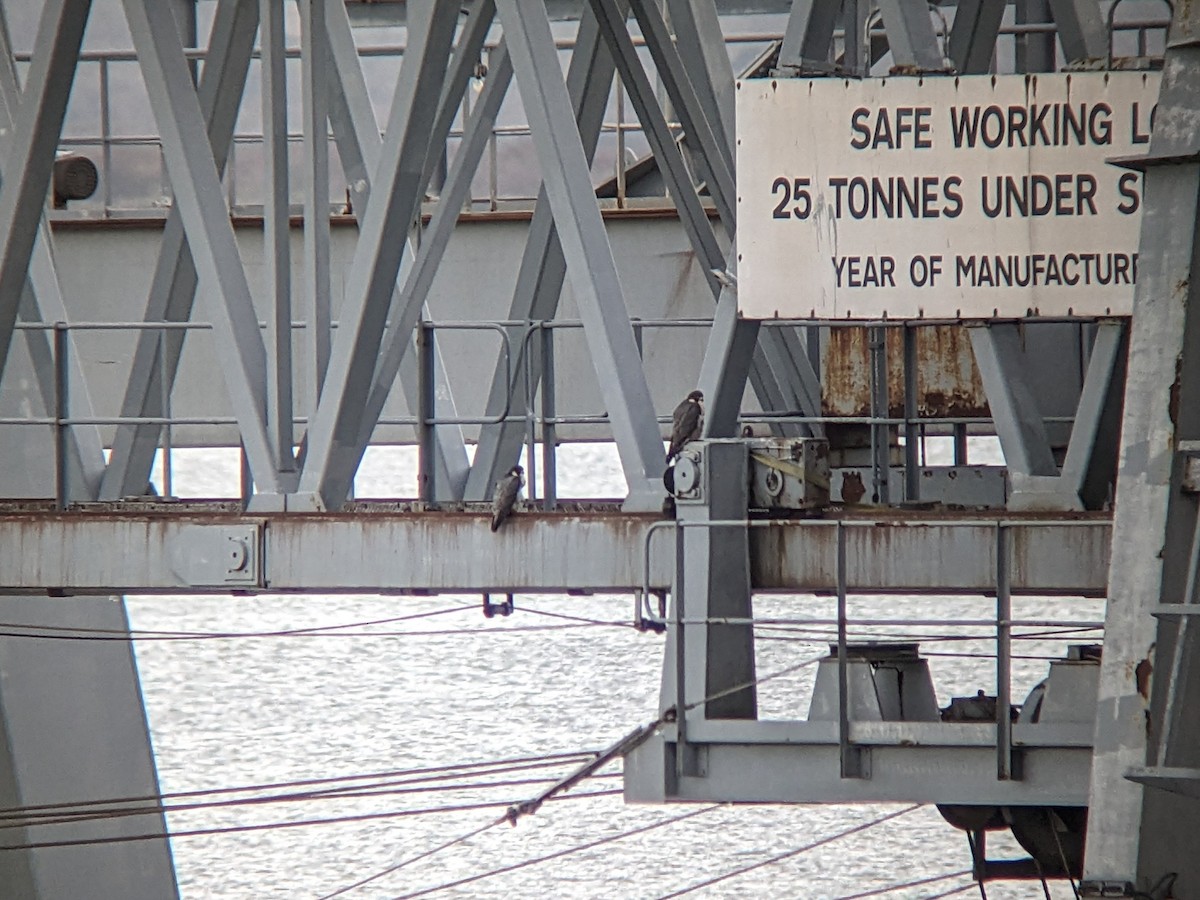 Peregrine Falcon - ML645743576