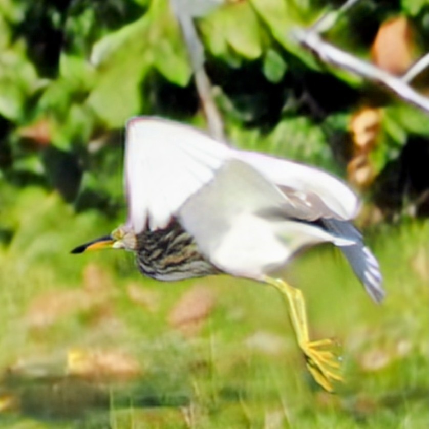 池鷺 - ML645743577