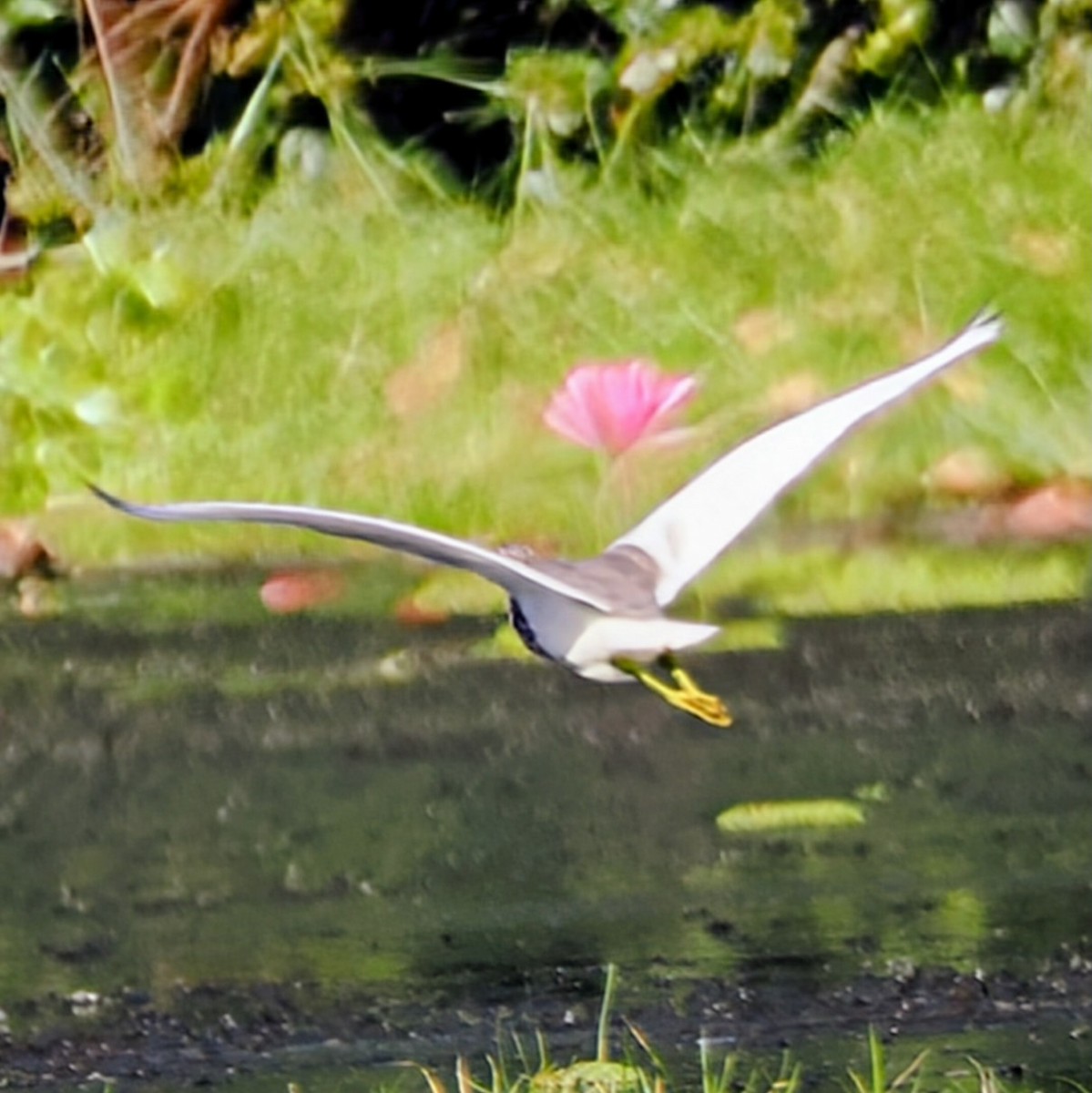 池鷺 - ML645743579