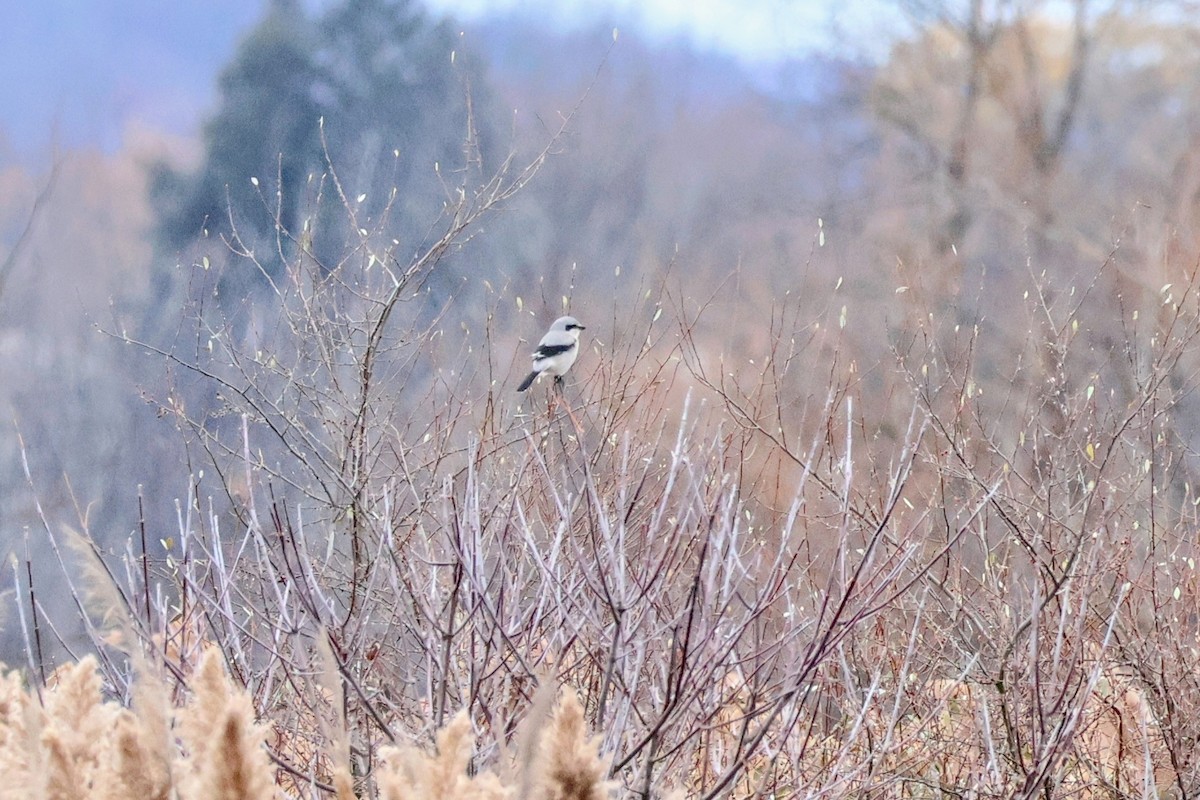 Northern Shrike - ML645743586