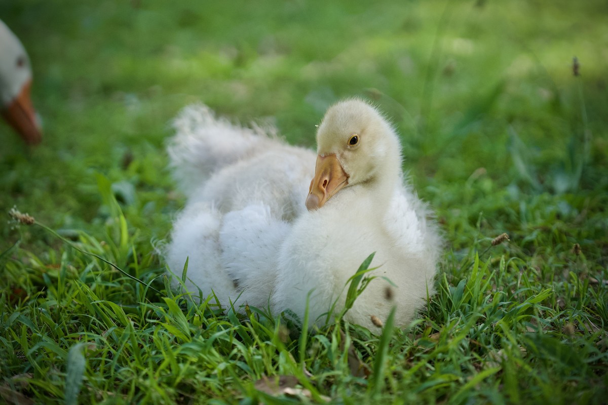 Graylag Goose (Domestic type) - ML645743595