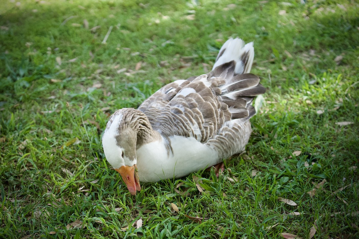 Graylag Goose (Domestic type) - ML645743596