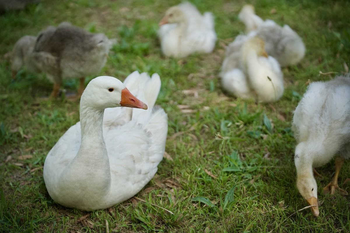 Graylag Goose (Domestic type) - ML645743597