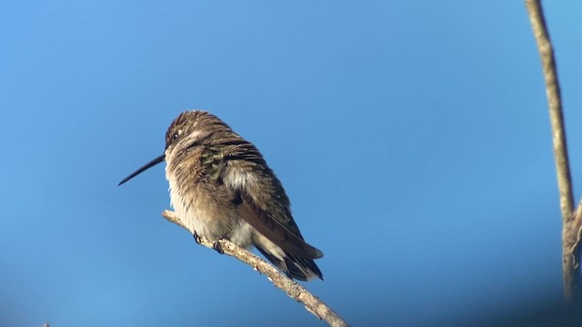 Колібрі фіолетовогорлий - ML645743605