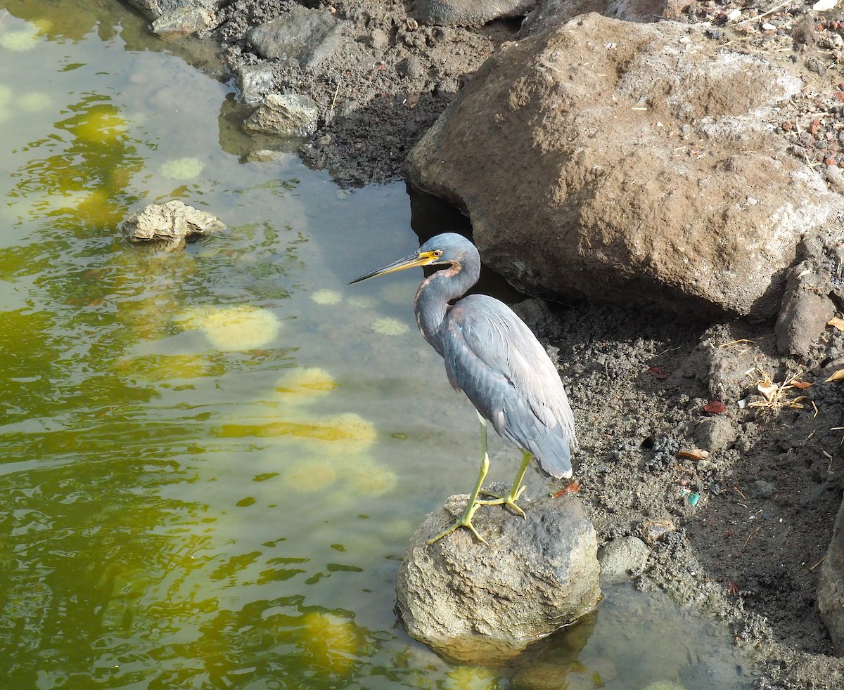 Tricolored Heron - ML645743610