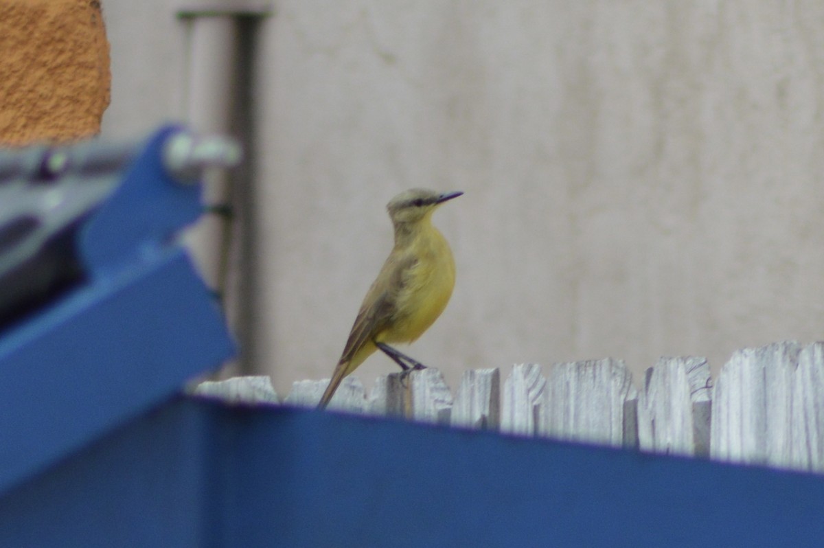 Cattle Tyrant - ML645743612