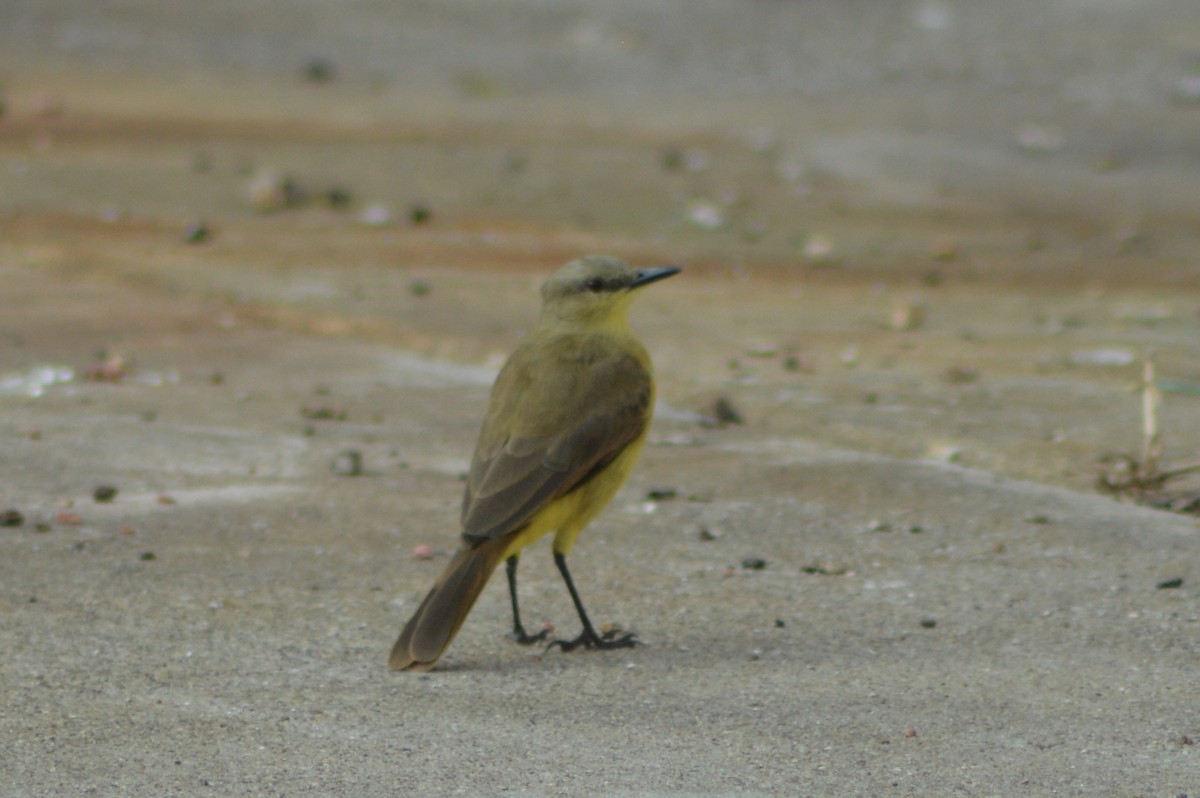 Cattle Tyrant - ML645743613