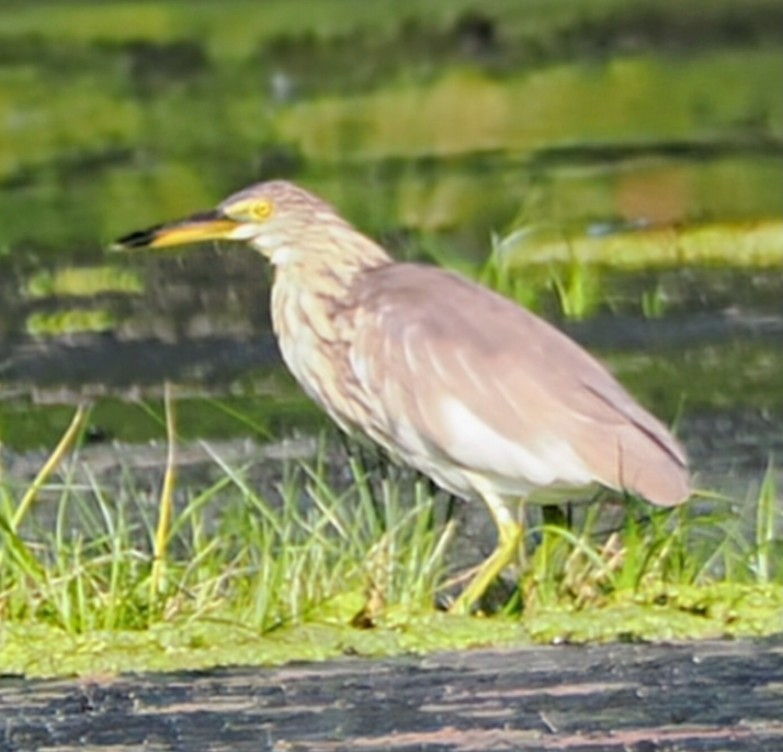 池鷺 - ML645743621