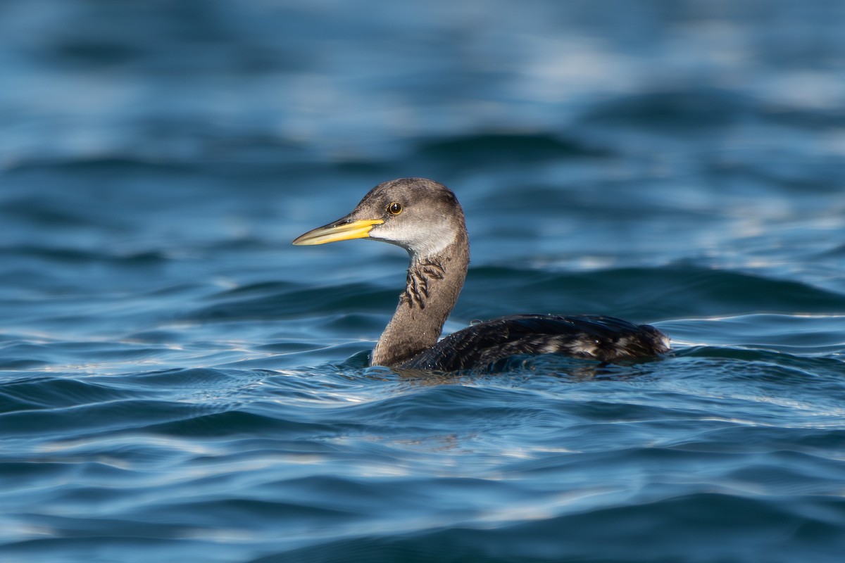 Red-necked Grebe - ML645743639
