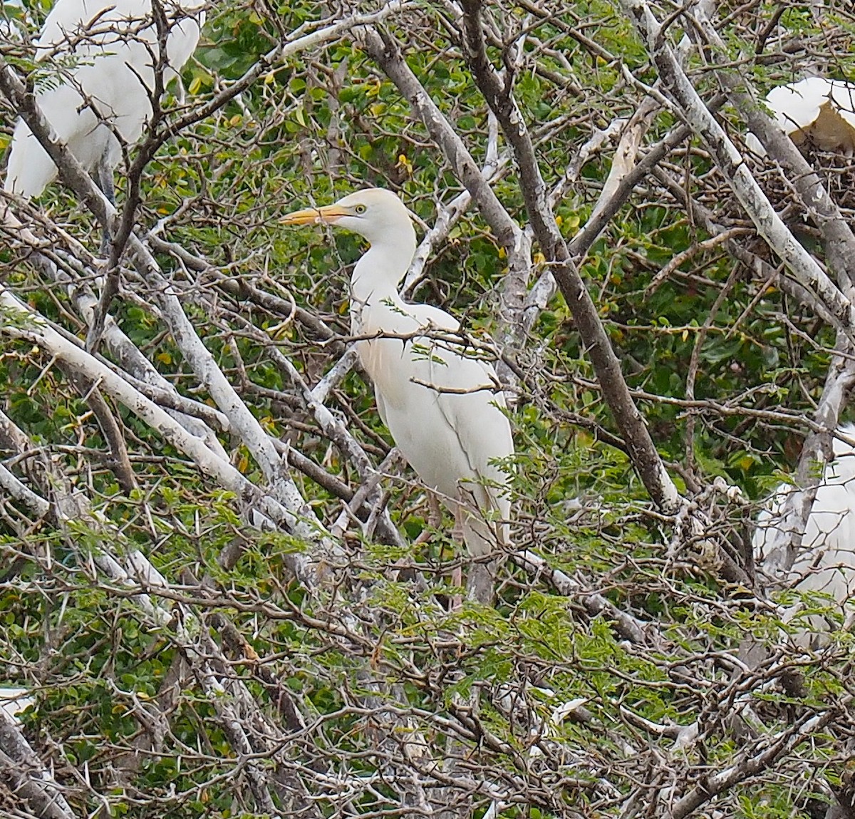 Western Cattle-Egret - ML645743654