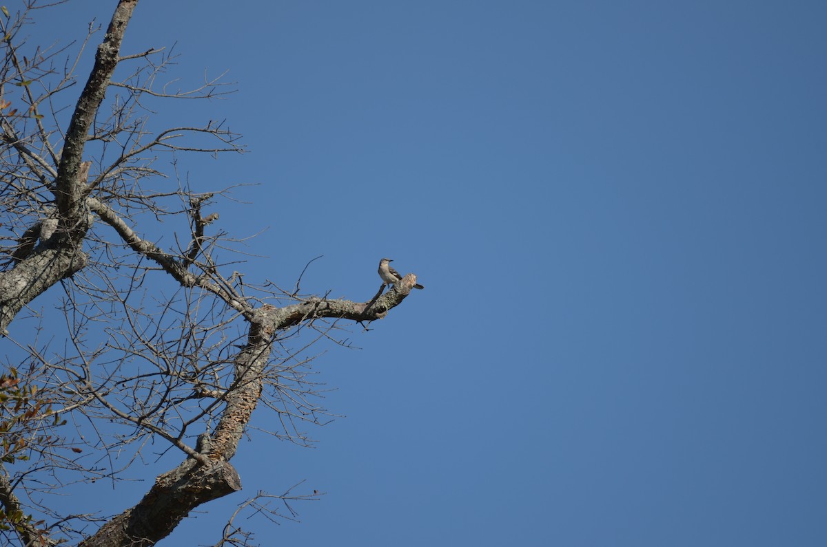Northern Mockingbird - ML645743655