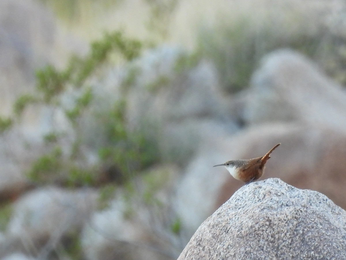 Canyon Wren - ML645743666