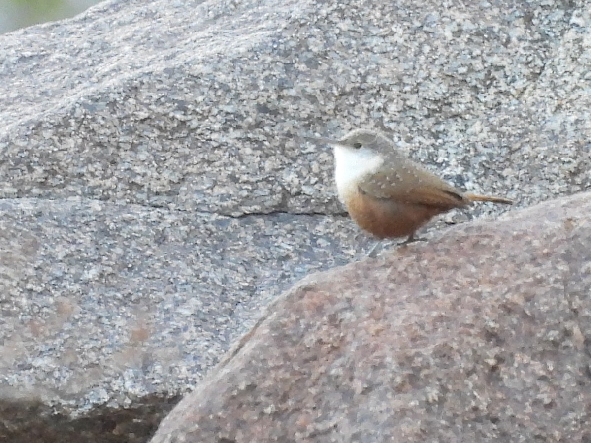 Canyon Wren - ML645743667