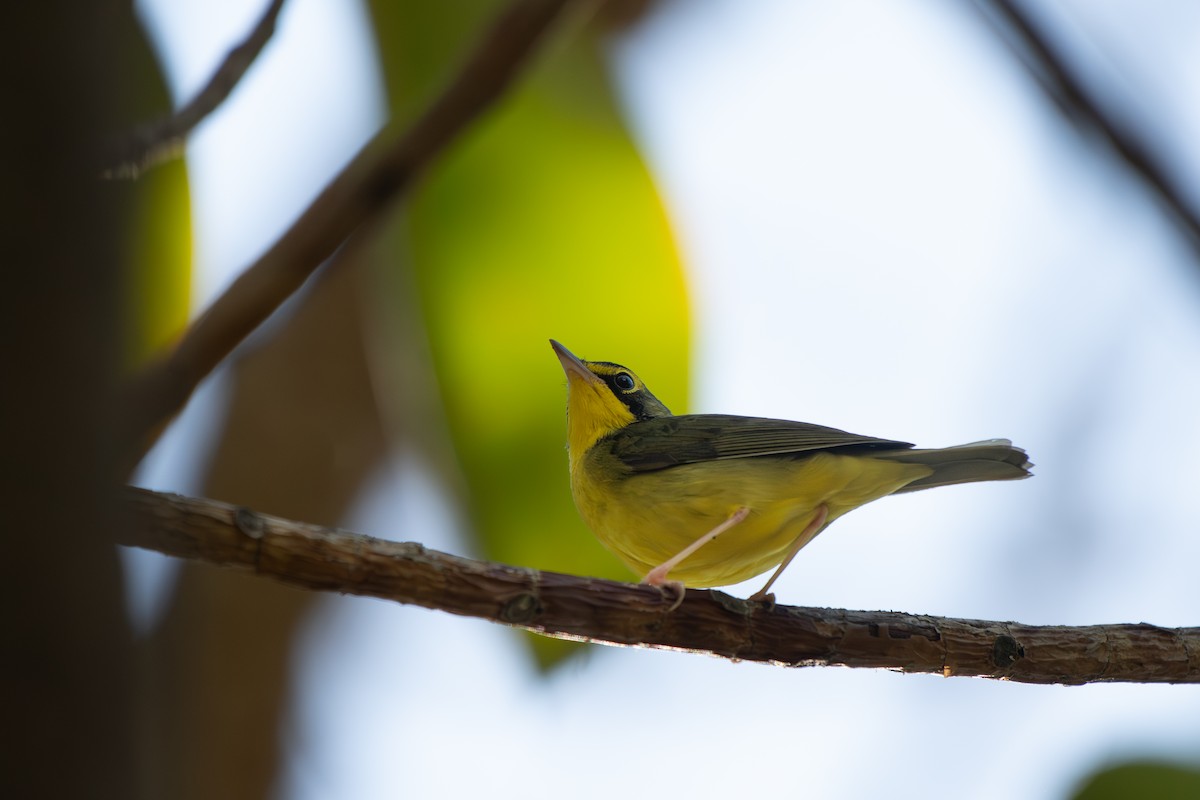 Kentucky Warbler - ML645743673