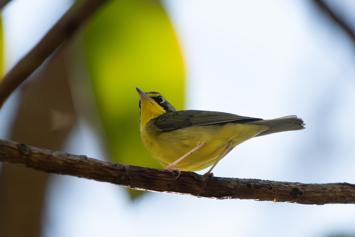 Kentucky Warbler - ML645743674