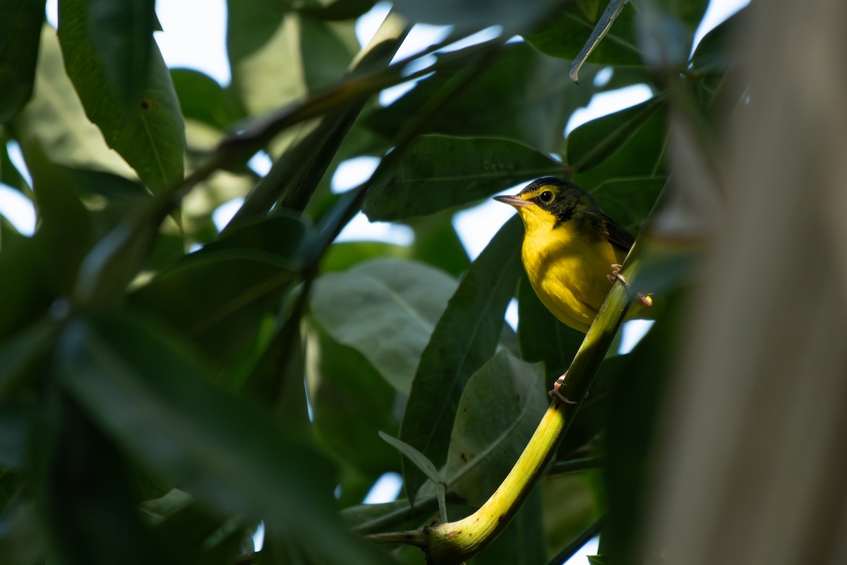 Kentucky Warbler - ML645743675