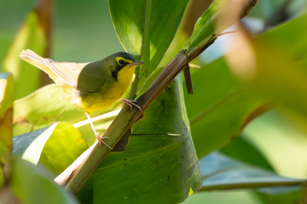 Kentucky Warbler - ML645743676