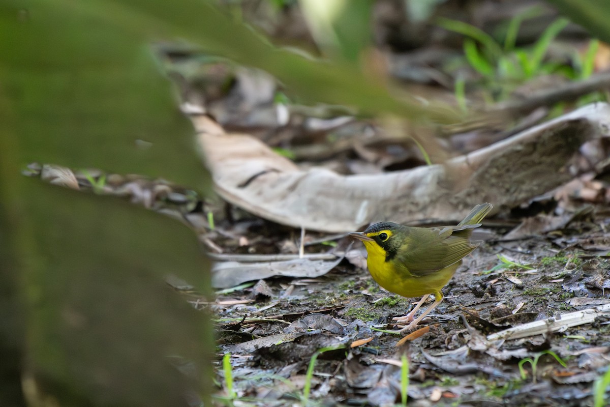 Kentucky Warbler - ML645743677