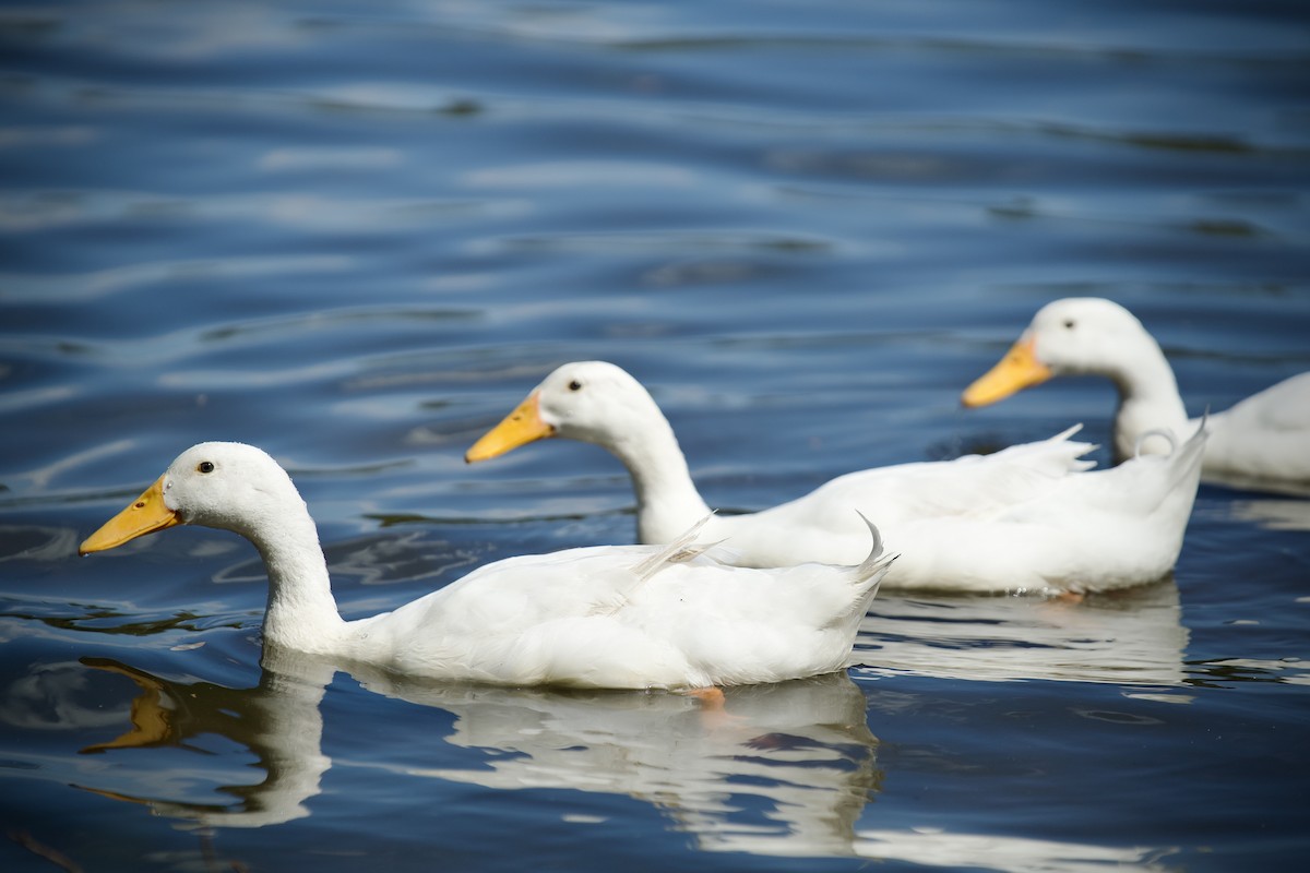 Yeşilbaş (evcil tip) - ML645743694