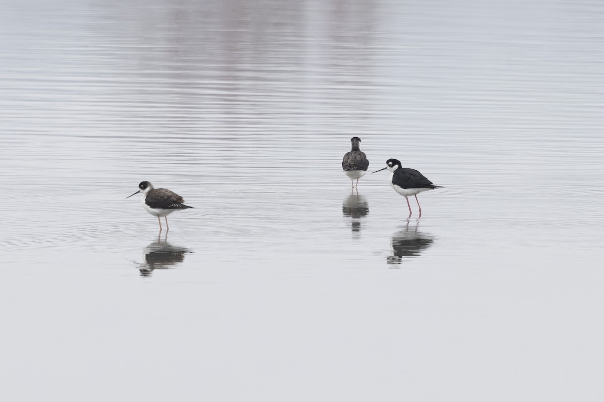 Maskeli Uzunbacak - ML645743695