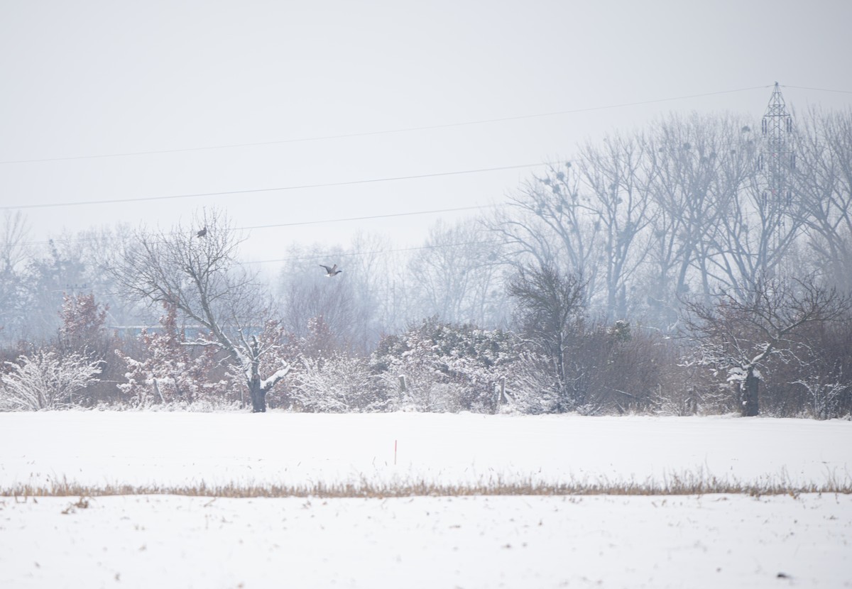 Yosun Kazı - ML645743696